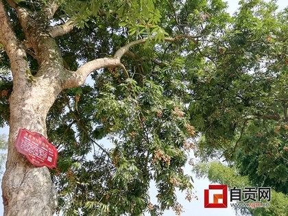"日子就像百年桂圆,甜蜜蜜的" 《沿滩区王井镇18株桂圆树的故事》后续