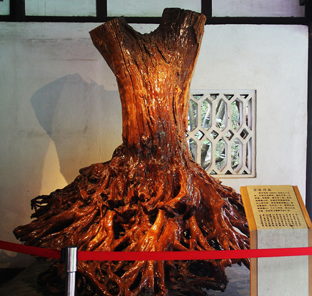 “日啖荔枝三百颗” 苏东坡家的荔枝快被松鼠“偷吃”光了