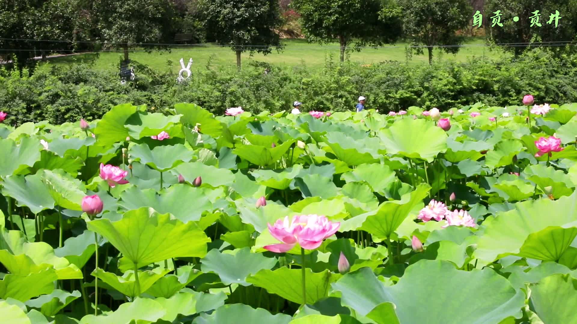 贡井区五彩荷园以花为媒谱写乡村旅游新篇
