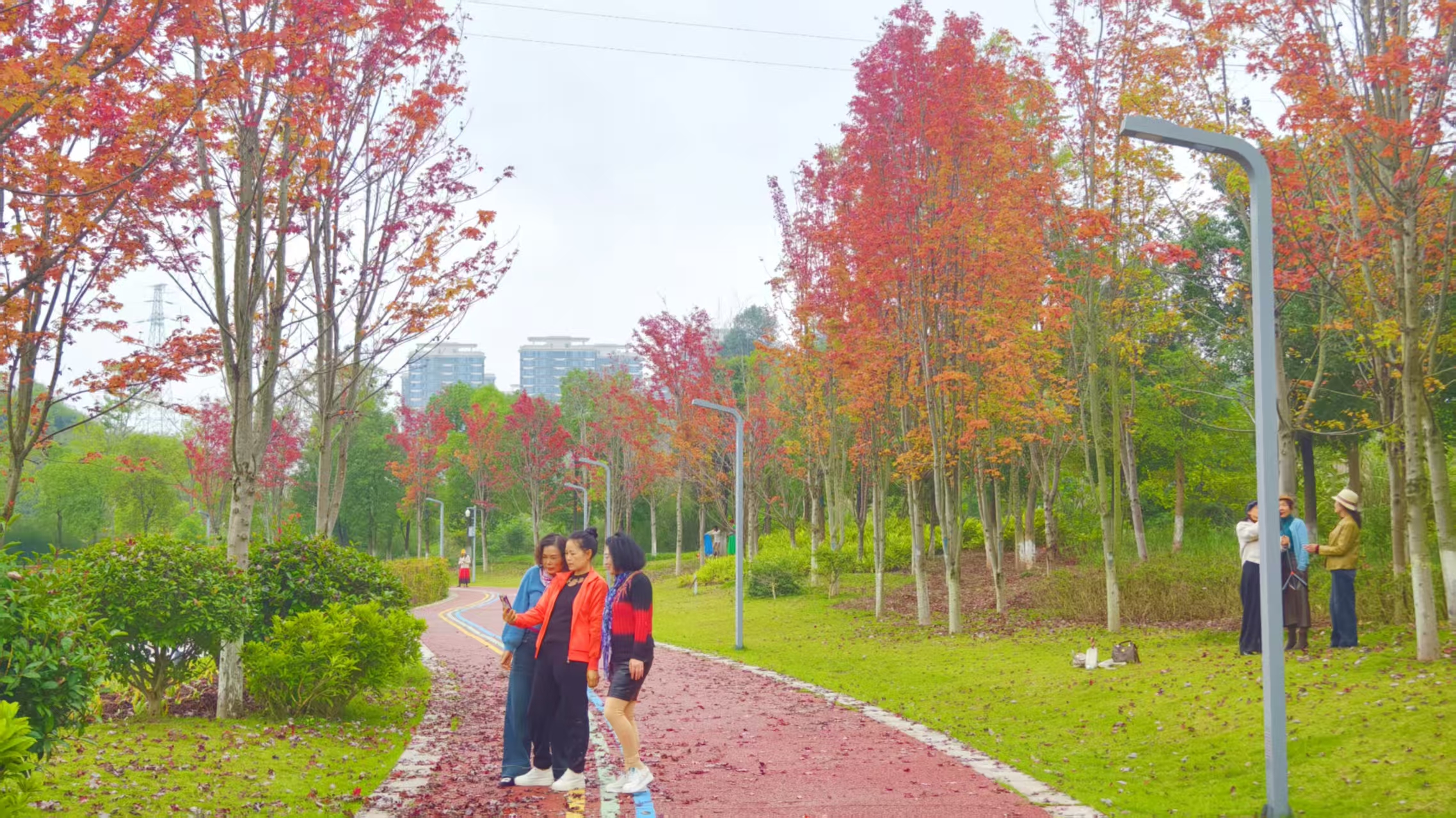 市民在初冬的阳光下拍摄红枫叶 记者 罗祥瑞 摄.jpg