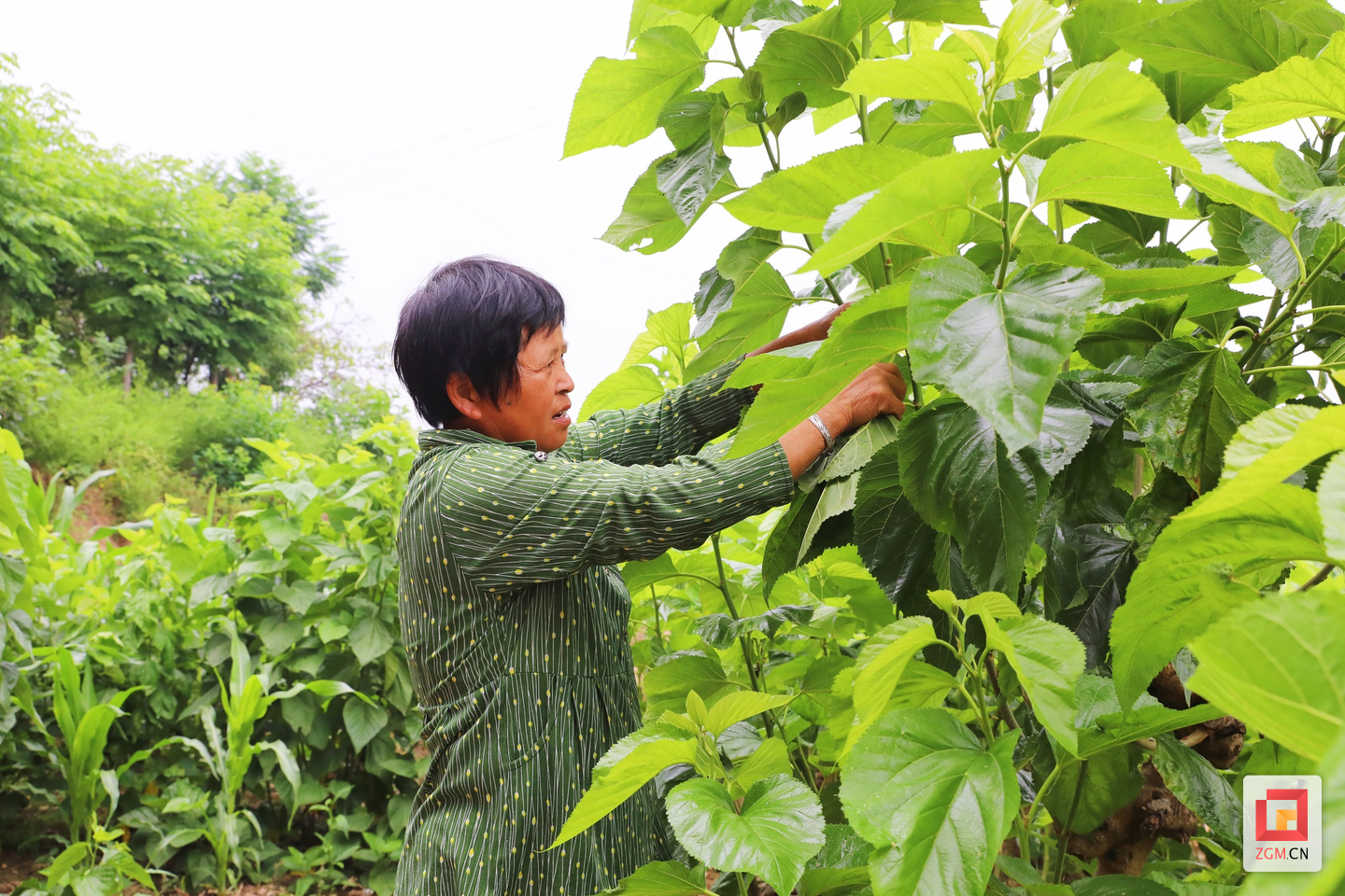 致富经张_农村致富信息网_致富张大良养黄鳝视频