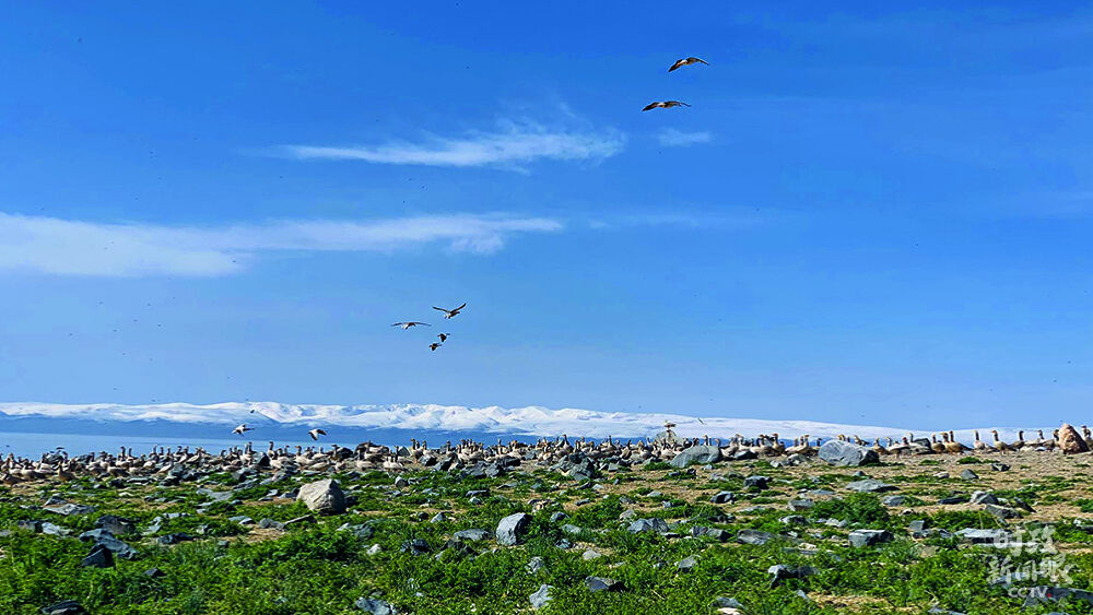 △数千只斑头雁在青海湖边筑巢。（图/视觉中国）