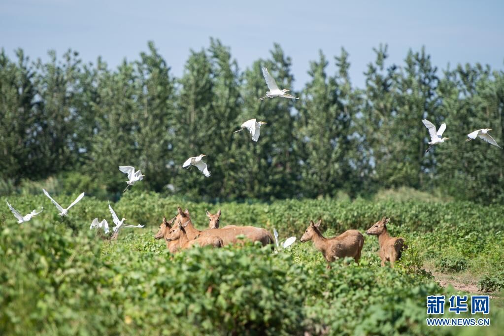 这是在湖南岳阳东洞庭湖麋鹿和鸟类救治避难中心拍摄的麋鹿和飞鸟（2020年8月7日摄）。新华社记者 陈思汗 摄